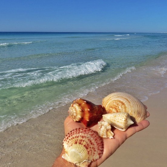 Best Beaches In Florida Panhandle For Shells