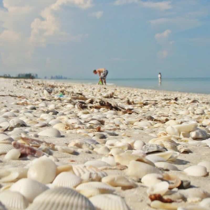 Barefoot Beach in Naples, Florida | 15 best shelling and beachcombing beaches in Florida | https://www.seasyourday.com