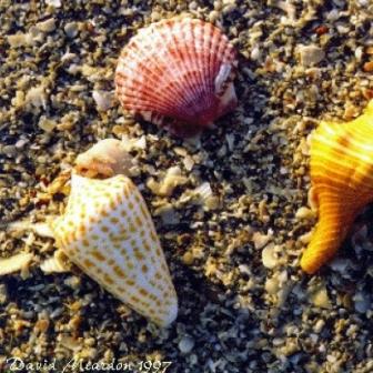 Captiva Island Sea Shells | 15 best shelling and beachcombing beaches in Florida | https://www.seasyourday.com
