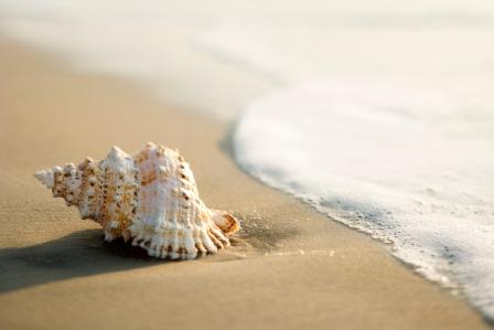 Conch Shell on Jupiter Beach, Florida | 15 best shelling and beachcombing beaches in Florida | https://www.seasyourday.com