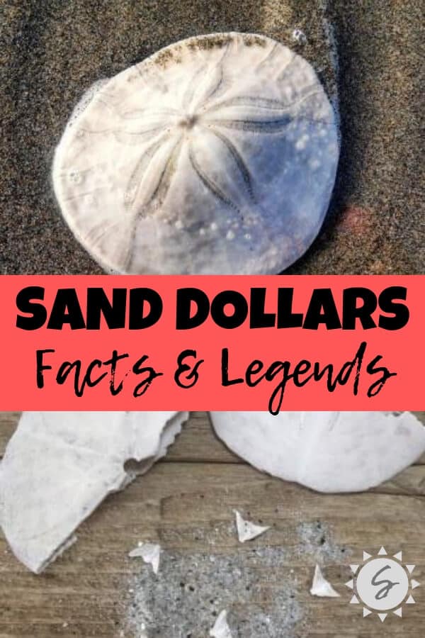 Fascinating facts and two popular legends of the Sand Dollar. Religious and non-religious claims. Printable poem "The Legend of the Sand Dollar" and Sand Dollar clip art image for DIY beach projects. Almond Sand Dollar Cookie recipe.