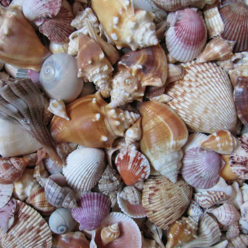 Sanibel Island Florida Sea Shells | 15 Best Shelling and Beachcombing Beaches in Florida | https://www.seasyourday.com