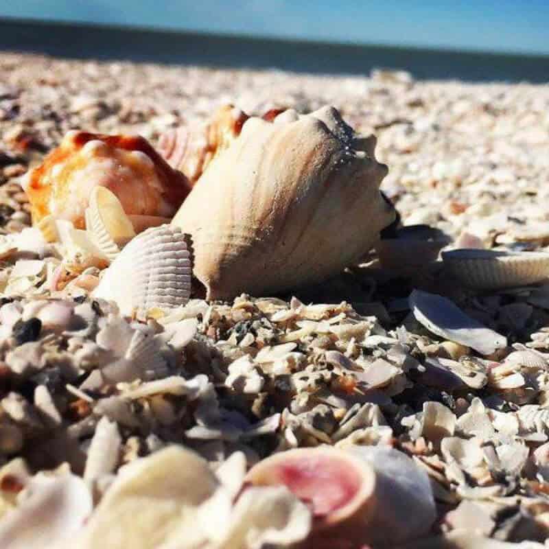 Cedar Key, Florida sea shells | 15 best shelling and beachcombing beaches in Florida | https://www.seasyourday.com