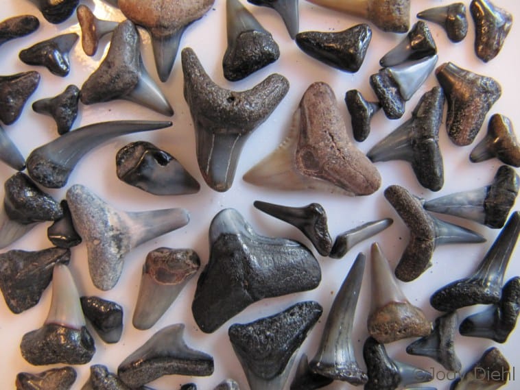 Shark Teeth on Venice Beach, Florida | 15 best shelling and beachcombing beaches in Florida
