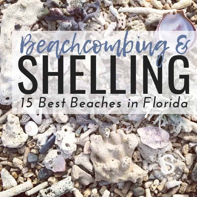 Beachcombing Tips Tricks For Seashell Hunting In Nc