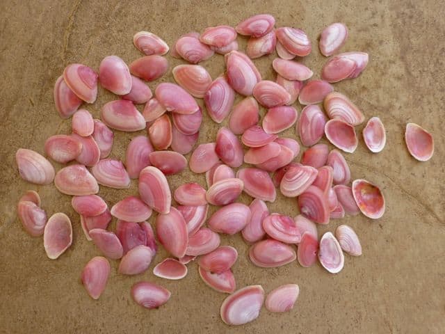 Pink shells at Lovers Key, Florida | 15 best shelling and beachcombing beaches in Florida | https://www.seasyourday.com