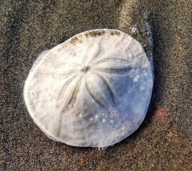 Facts and Legends of the Sand Dollar | Sand Dollar image | The history of the sand dollar | Sand dollar printable | https://www.seasyourday.com 