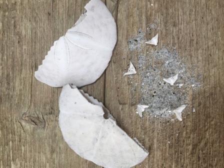 Image of Sand Dollar to show the "doves" as told in the poem "The Legend of the Sand Dollar" | https://seasyourday.com/facts-legend-sand-dollar-poem/ | History of the Sand Dollar | Sand Dollar Printable Art