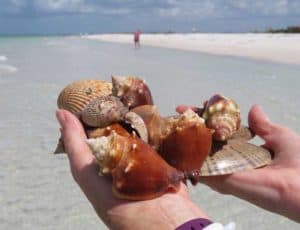 Marco Island, Florida sea shells | 15 best shelling and beachcombing beaches in Florida | https://www.seasyourday.com