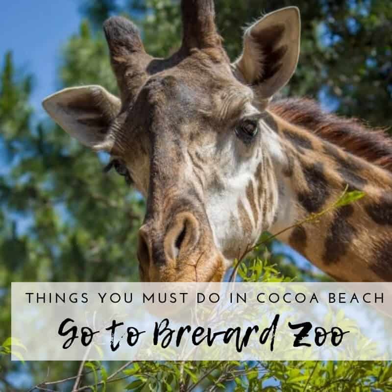 Cocoa Beach FL Things To Do_Giraffe at the Brevard Zoo in Melbourne Florida.jpg