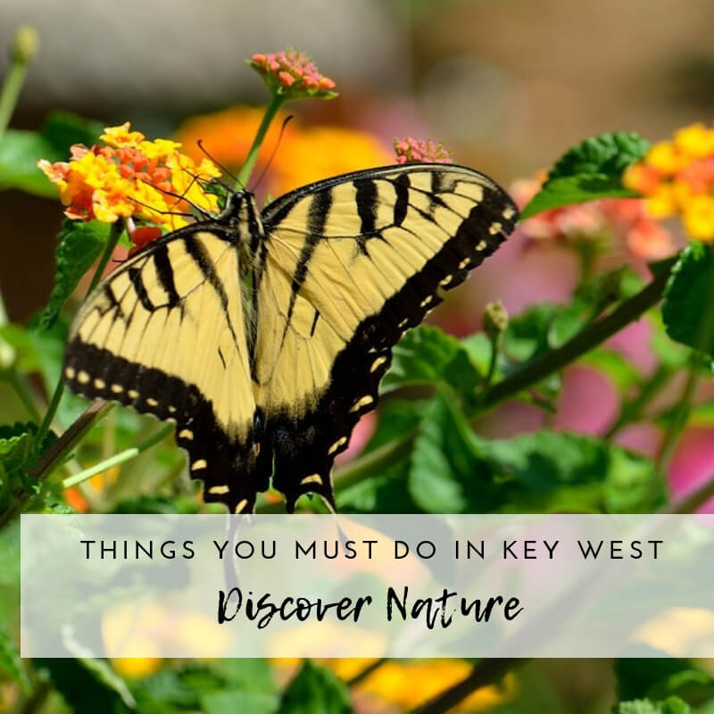 12 and more things you must do when visiting Key West FL | Nature Preserves and Parks| Butterfly