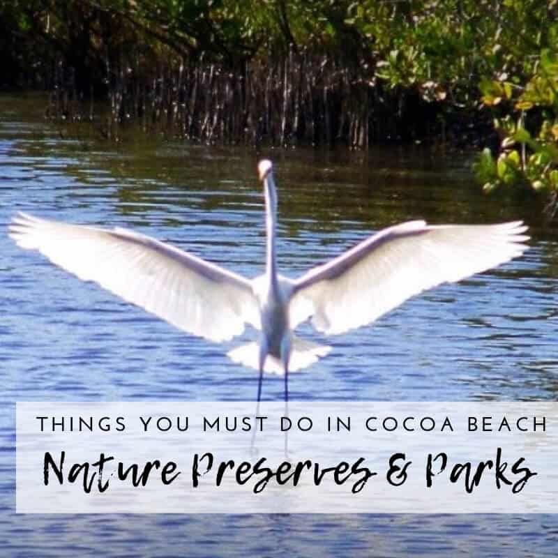 Cocoa Beach FL Things To Do_Egret landing on water Cocoa Beach Florida.jpg