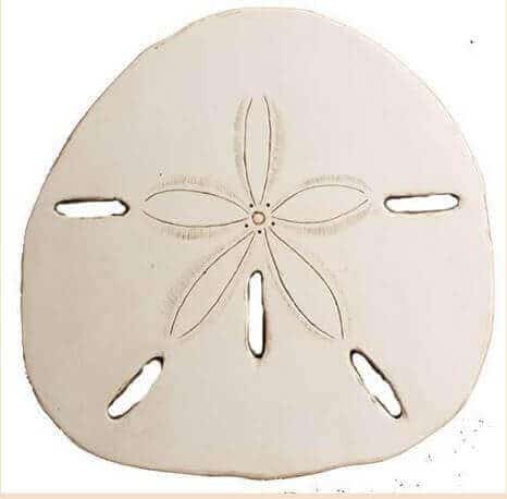 Sand Dollar Knock Off Wall Art Seas Your Day